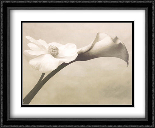 Calla Anemone 32x26 Black Ornate Wood Framed Art Print Poster with Double Matting by Meyers, Steven N.