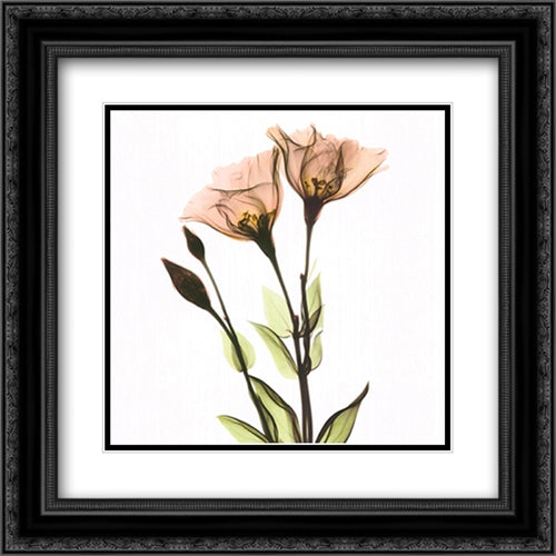 Crystal Flowers X-Ray, Gentian 16x16 Black Ornate Wood Framed Art Print Poster with Double Matting by Koetsier, Albert