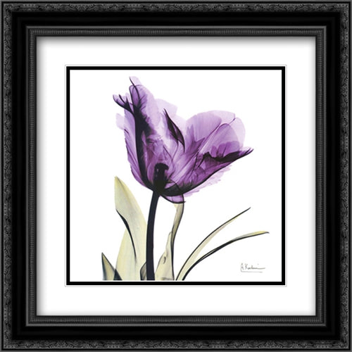 X-ray Royal Purple Parrot Tulip 16x16 Black Ornate Wood Framed Art Print Poster with Double Matting by Koetsier, Albert
