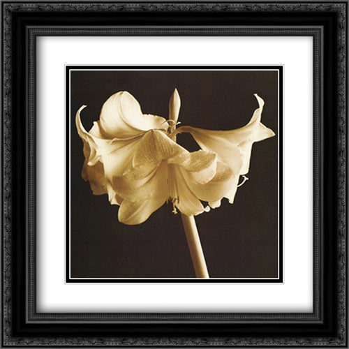 Amaryllis 2x Matted 20x24 Black Ornate Wood Framed Art Print Poster with Double Matting by Michael Harrison