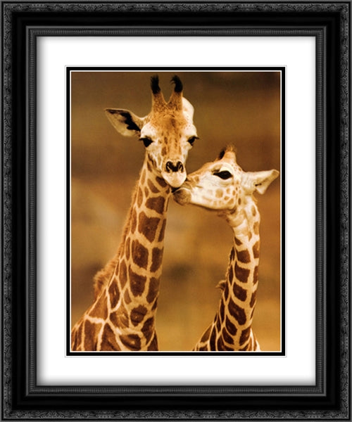 Giraffe First Love 2x Matted 20x24 Black Ornate Wood Framed Art Print Poster with Double Matting by D'Raine, Ron