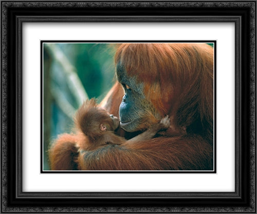 Tender Feeling 2x Matted 24x20 Black Ornate Wood Framed Art Print Poster with Double Matting by Shah, Anup