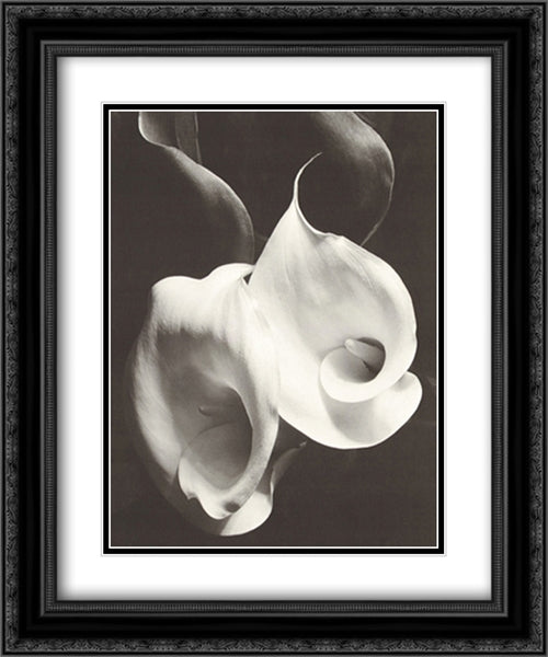 Two Callas 2x Matted 20x24 Black Ornate Wood Framed Art Print Poster with Double Matting by Cunningham, Imogen