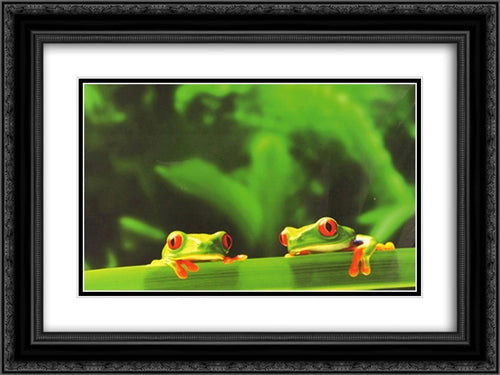 Red Eyed Tree Frogs 20x16 Black Ornate Wood Framed Art Print Poster with Double Matting by Swift, Chase