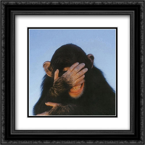 Embarrassed Chimpanzee 20x16 Black Ornate Wood Framed Art Print Poster with Double Matting by Davis, Tim