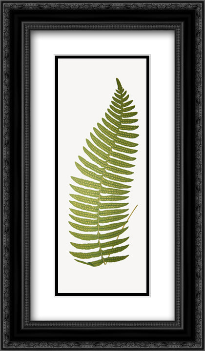 Polypodium Fern 2x Matted 12x24 Black Ornate Wood Framed Art Print Poster with Double Matting