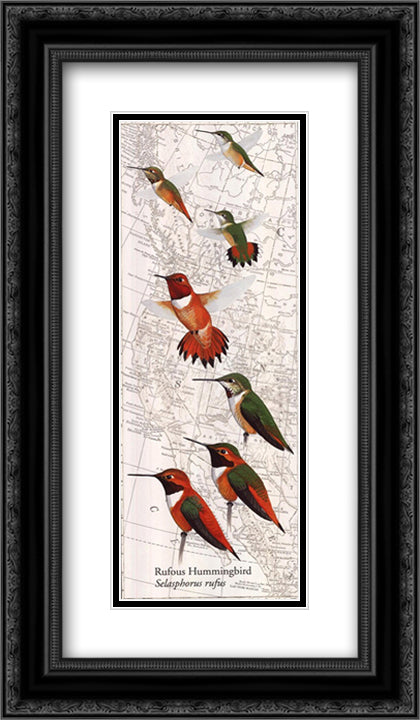 Rufous Hummingbird 2x Matted 12x24 Black Ornate Wood Framed Art Print Poster with Double Matting by Sibley, David