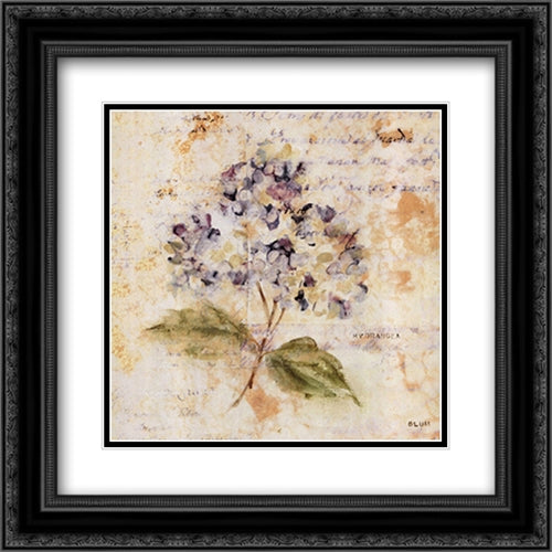 White Washed Hydrangea 16x16 Black Ornate Wood Framed Art Print Poster with Double Matting by Blum, Cheri