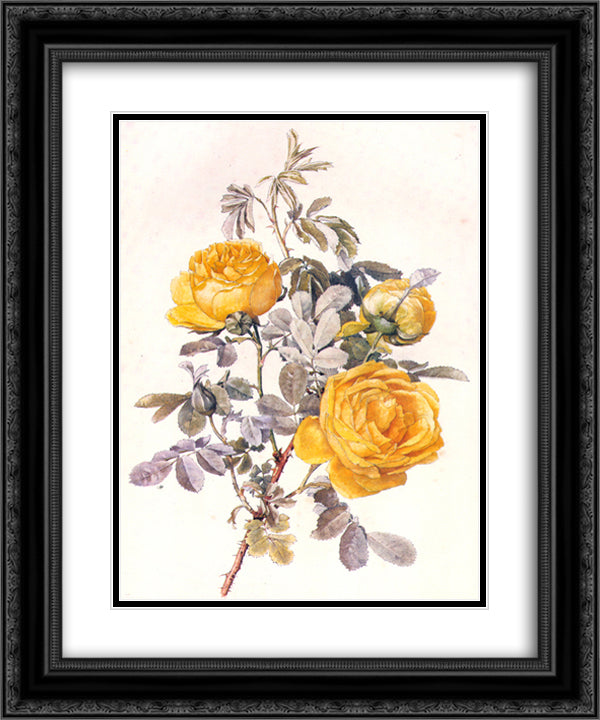 Botanical Illustration 20x24 Black Ornate Wood Framed Art Print Poster with Double Matting by Parsons, Alfred