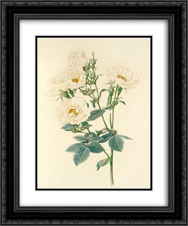 Rosa alba 20x24 Black Ornate Wood Framed Art Print Poster with Double Matting by Parsons, Alfred