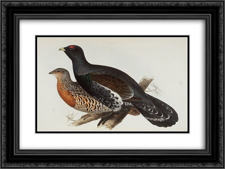 Capercaillie or Cock of the Wood 24x18 Black Ornate Wood Framed Art Print Poster with Double Matting by Lear, Edward