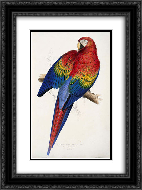 Macrocercus aracanga (Ara macao) 18x24 Black Ornate Wood Framed Art Print Poster with Double Matting by Lear, Edward