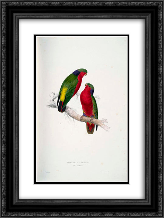 Psittacula kuhlii (Kuhl's Lorikeets) 18x24 Black Ornate Wood Framed Art Print Poster with Double Matting by Lear, Edward