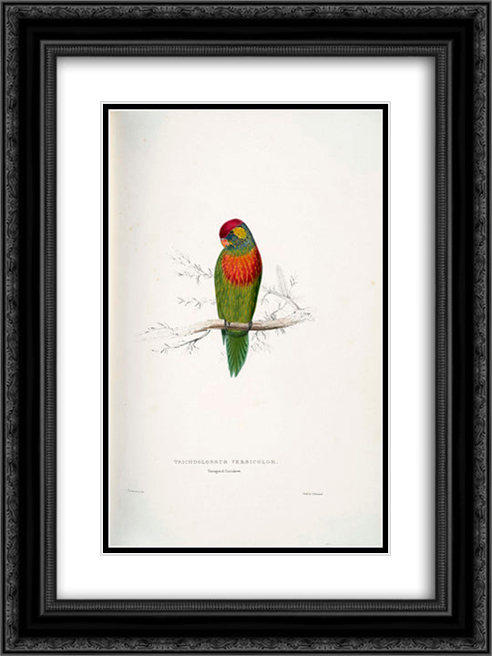 Psitteuteles versicolor 18x24 Black Ornate Wood Framed Art Print Poster with Double Matting by Lear, Edward