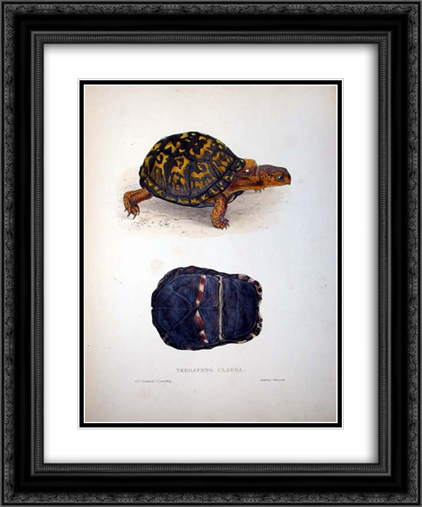 Terrapene clausa 20x24 Black Ornate Wood Framed Art Print Poster with Double Matting by Lear, Edward