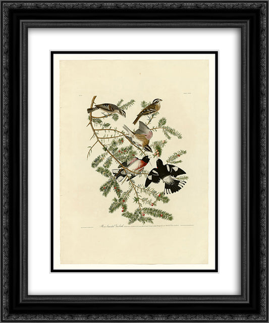 Plate 127 Rose-breasted Grosbeak 20x24 Black Ornate Wood Framed Art Print Poster with Double Matting by Audubon, John James