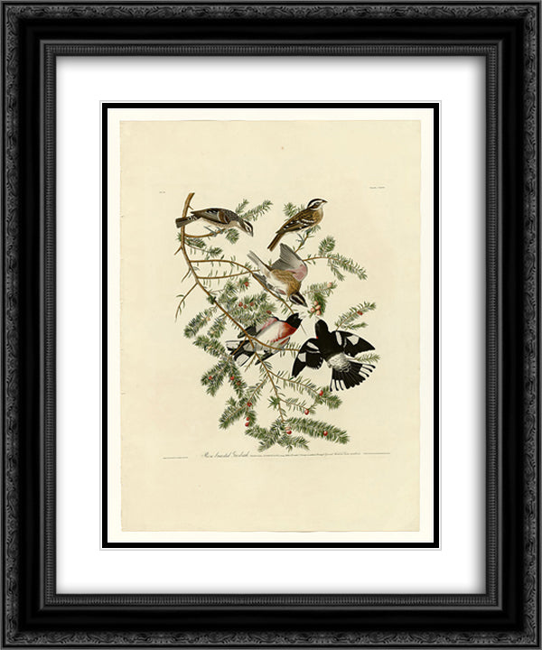 Plate 127 Rose-breasted Grosbeak 20x24 Black Ornate Wood Framed Art Print Poster with Double Matting by Audubon, John James