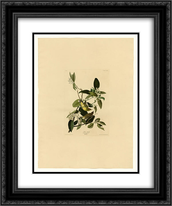 Plate 163 Palm Warbler 20x24 Black Ornate Wood Framed Art Print Poster with Double Matting by Audubon, John James