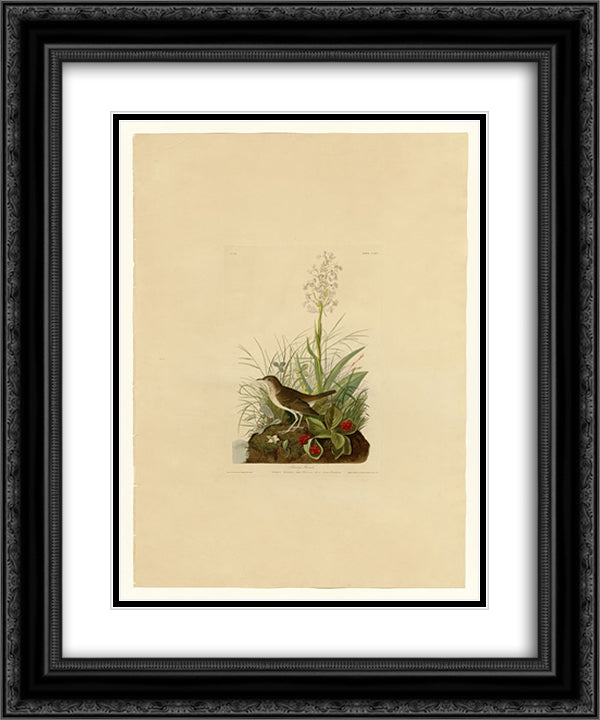 Plate 164 Tawny Thrush 20x24 Black Ornate Wood Framed Art Print Poster with Double Matting by Audubon, John James