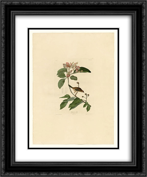 Plate 165 Bachmans Finch 20x24 Black Ornate Wood Framed Art Print Poster with Double Matting by Audubon, John James