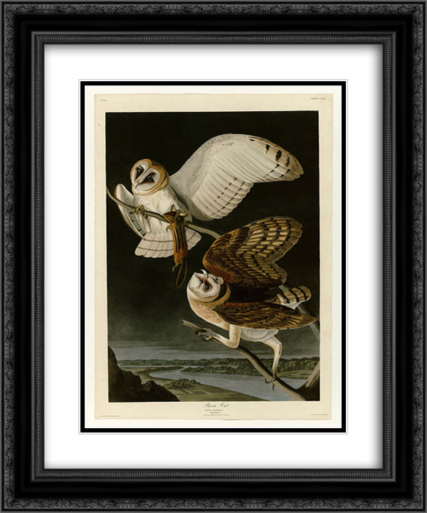 Plate 171 Barn Owl 20x24 Black Ornate Wood Framed Art Print Poster with Double Matting by Audubon, John James