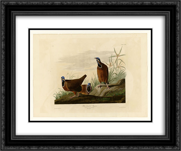 Plate 172 Blue-headed Pigeon 24x20 Black Ornate Wood Framed Art Print Poster with Double Matting by Audubon, John James