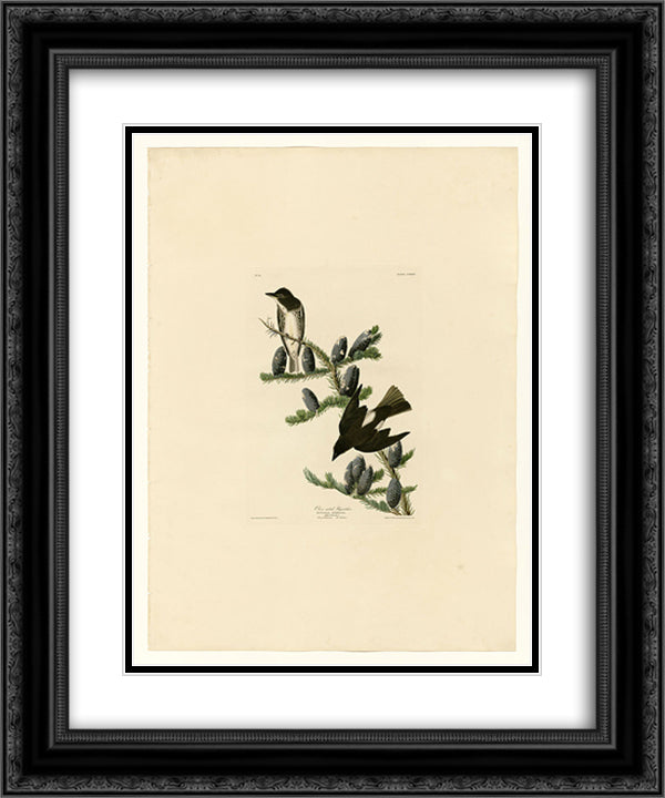 Plate 174 Olive sided Flycatcher 20x24 Black Ornate Wood Framed Art Print Poster with Double Matting by Audubon, John James