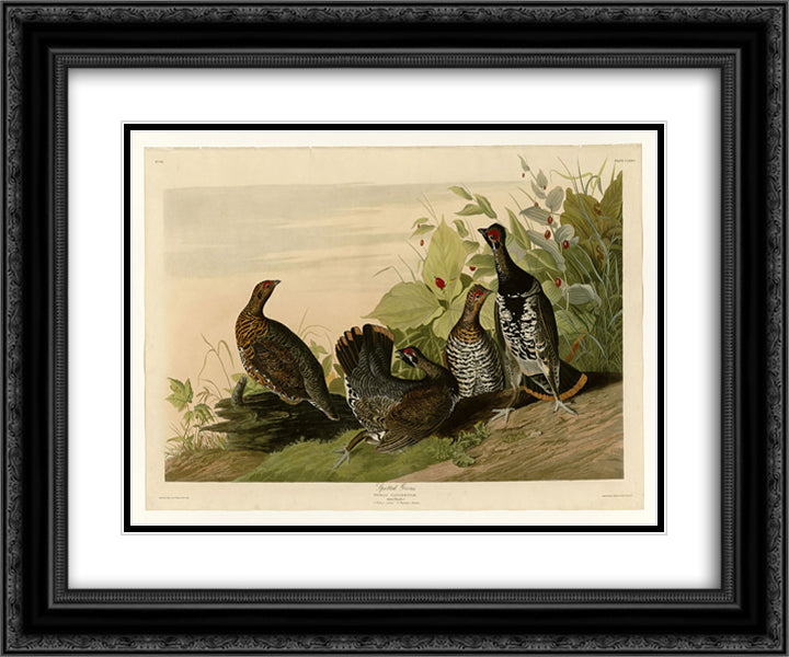 Plate 176 Spotted Grous 24x20 Black Ornate Wood Framed Art Print Poster with Double Matting by Audubon, John James