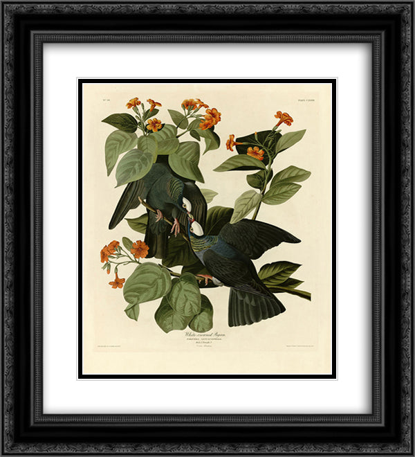 Plate 177 White-crowned Pigeon crop 20x22 Black Ornate Wood Framed Art Print Poster with Double Matting by Audubon, John James