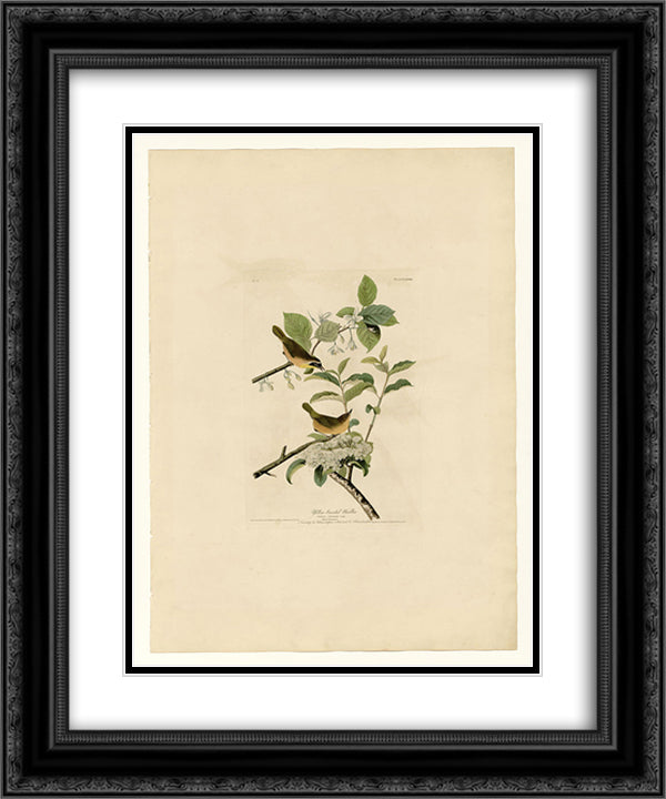 Plate 23. Yellow-breasted Warbler 20x24 Black Ornate Wood Framed Art Print Poster with Double Matting by Audubon, John James