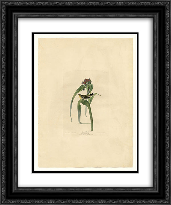 Plate 30. Vigor's Warbler 20x24 Black Ornate Wood Framed Art Print Poster with Double Matting by Audubon, John James