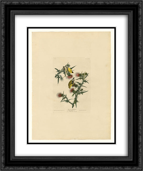 Plate 33. American Goldfinch 20x24 Black Ornate Wood Framed Art Print Poster with Double Matting by Audubon, John James