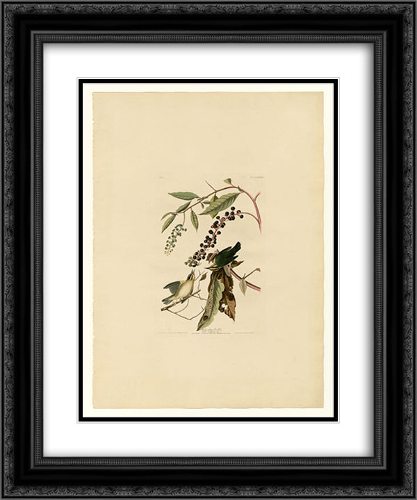 Plate 34. Worm eating Warbler 20x24 Black Ornate Wood Framed Art Print Poster with Double Matting by Audubon, John James