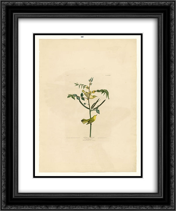 Plate 35. Children's Warbler 20x24 Black Ornate Wood Framed Art Print Poster with Double Matting by Audubon, John James