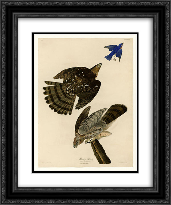 Plate 36. Stanley Hawk 20x24 Black Ornate Wood Framed Art Print Poster with Double Matting by Audubon, John James