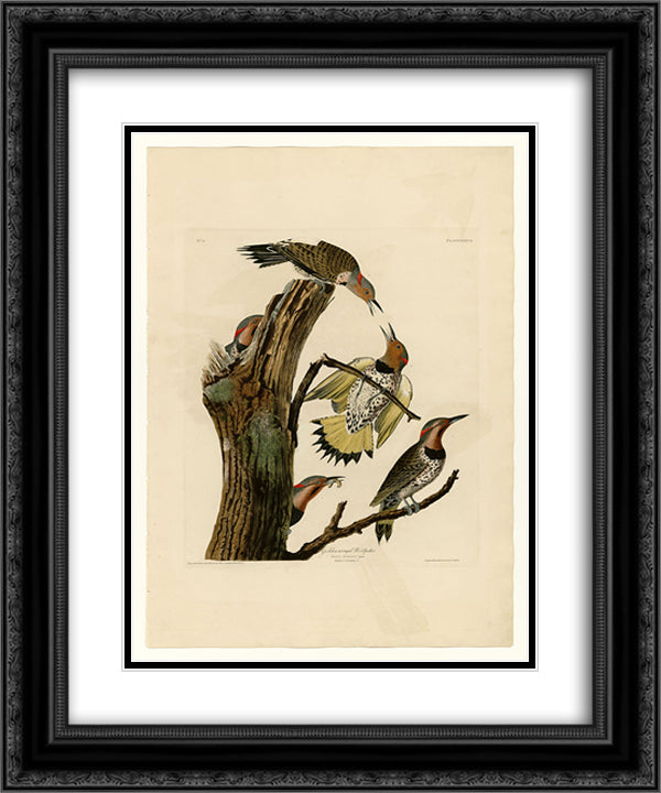 Plate 37. Golden-winged Woodpecker 20x24 Black Ornate Wood Framed Art Print Poster with Double Matting by Audubon, John James