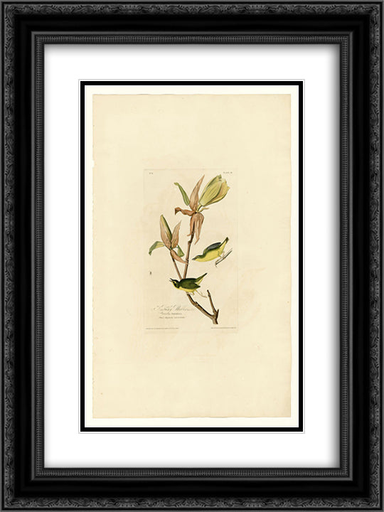 Plate 38. Kentucky Warbler 18x24 Black Ornate Wood Framed Art Print Poster with Double Matting by Audubon, John James