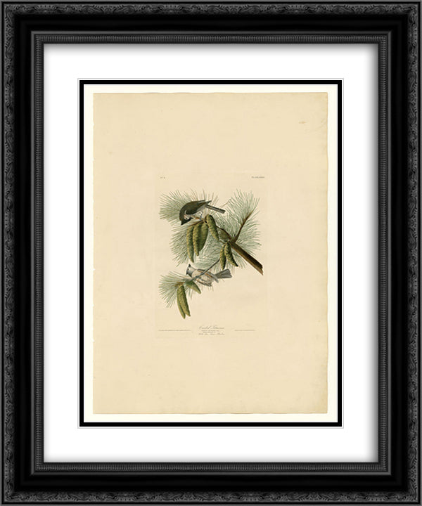 Plate 39. Crested Titmouse 20x24 Black Ornate Wood Framed Art Print Poster with Double Matting by Audubon, John James