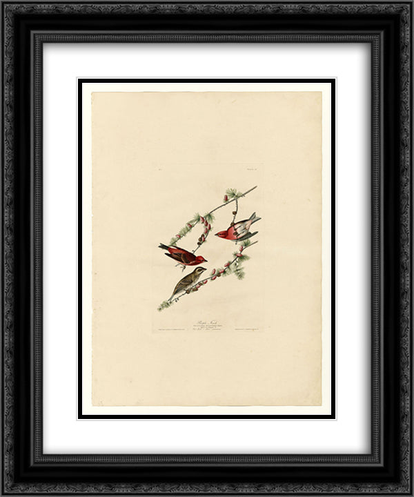 Plate 4. Purple Finch 20x24 Black Ornate Wood Framed Art Print Poster with Double Matting by Audubon, John James