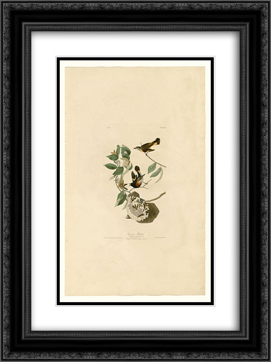 Plate 40. American Redstart 18x24 Black Ornate Wood Framed Art Print Poster with Double Matting by Audubon, John James