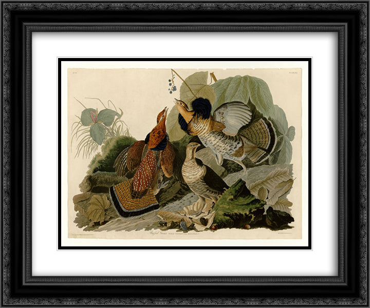 Plate 41. Ruffed Grouse 24x20 Black Ornate Wood Framed Art Print Poster with Double Matting by Audubon, John James