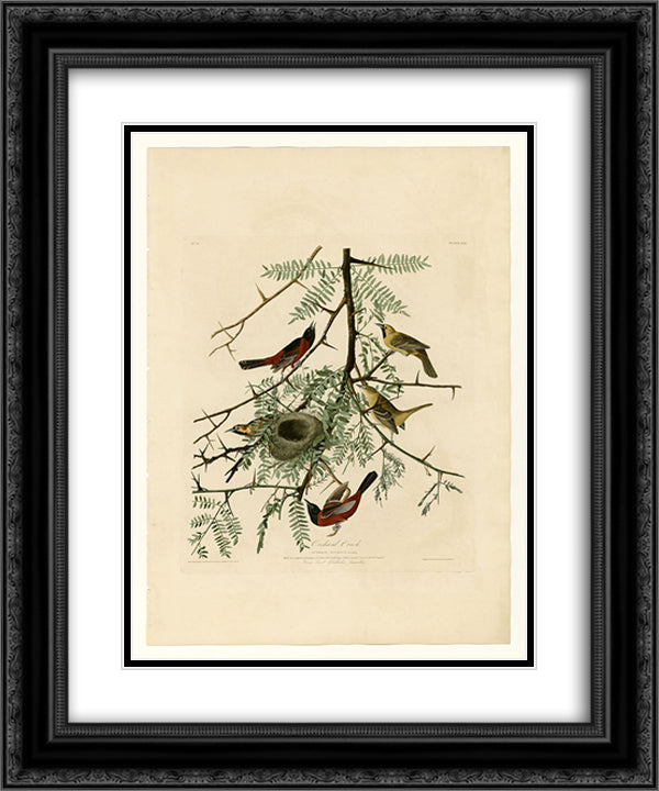 Plate 42. Orchard Oriole 20x24 Black Ornate Wood Framed Art Print Poster with Double Matting by Audubon, John James