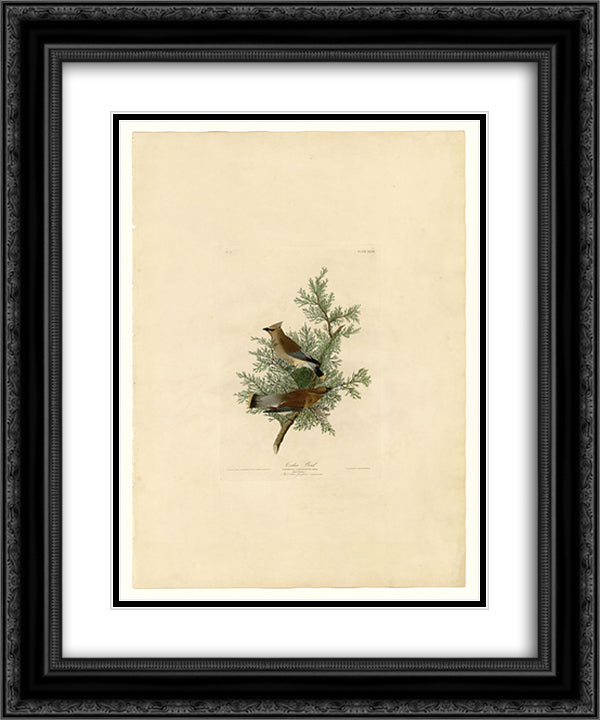 Plate 43. Cedar Bird 20x24 Black Ornate Wood Framed Art Print Poster with Double Matting by Audubon, John James