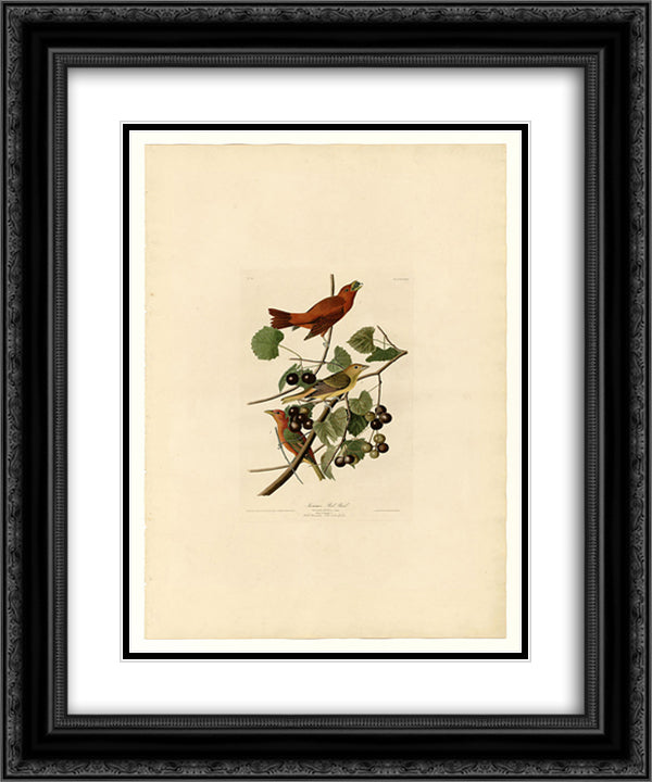 Plate 44. Summer Red Bird 20x24 Black Ornate Wood Framed Art Print Poster with Double Matting by Audubon, John James