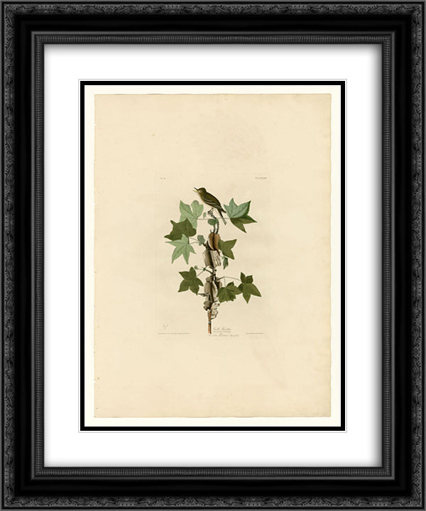 Plate 45. Traill's Flycatcher 20x24 Black Ornate Wood Framed Art Print Poster with Double Matting by Audubon, John James
