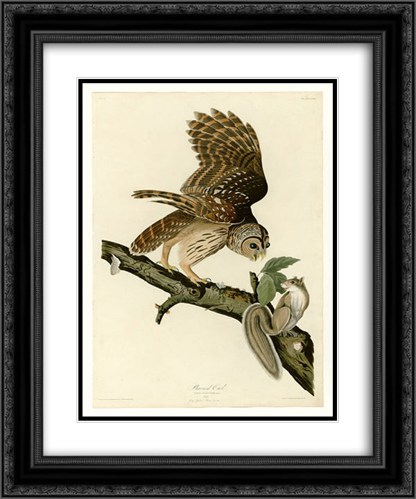 Plate 46. Barred Owl 20x24 Black Ornate Wood Framed Art Print Poster with Double Matting by Audubon, John James