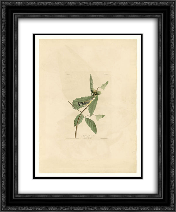 Plate 50. Black & Yellow Warbler 20x24 Black Ornate Wood Framed Art Print Poster with Double Matting by Audubon, John James
