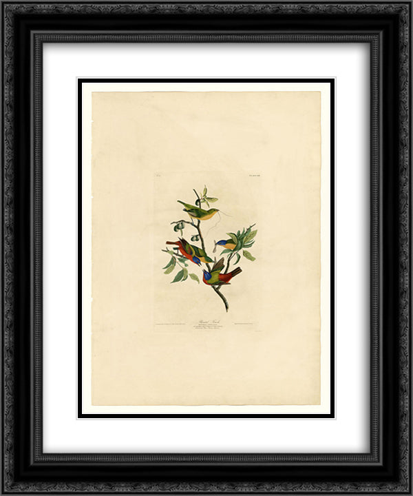 Plate 53. Painted Finch 20x24 Black Ornate Wood Framed Art Print Poster with Double Matting by Audubon, John James