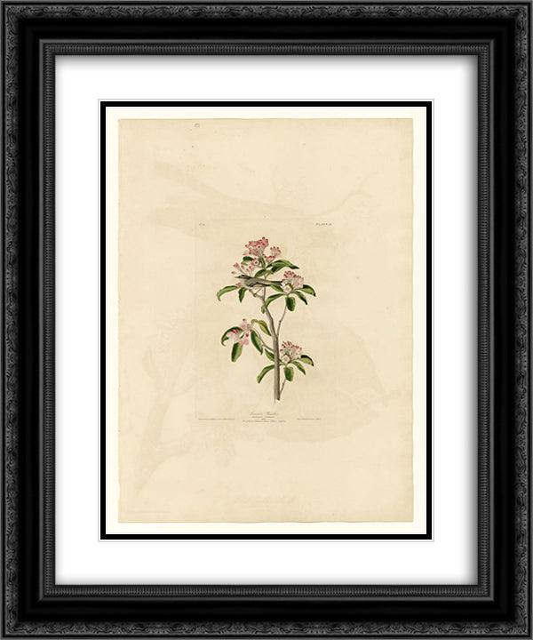 Plate 55. Cuvier's Regulus 20x24 Black Ornate Wood Framed Art Print Poster with Double Matting by Audubon, John James