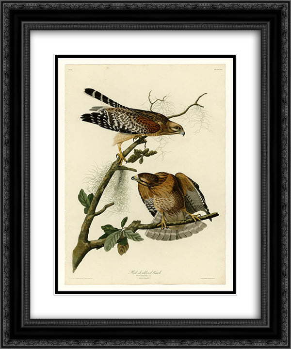 Plate 56. Red-shouldered Hawk 20x24 Black Ornate Wood Framed Art Print Poster with Double Matting by Audubon, John James